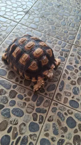 Dijual Sulcata 22 cm