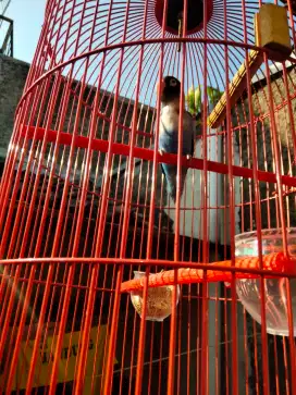 Lovebird paud aktip bunyi kenari murai Anis Kacer Haur konin korlap