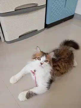 Kucing persia calico jantan usia 8 bln
