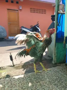 Ayam Jago bangkok x pakhoy 1 pasang