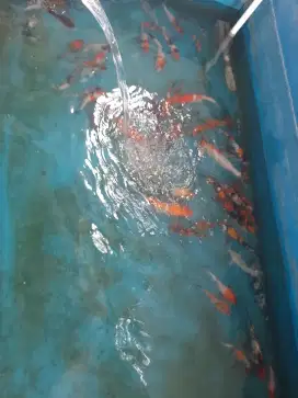 Bak ikan beserta ikan koi filter & aksesoris