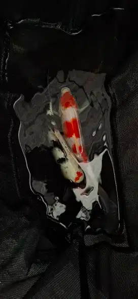 Ikan koi original bagus