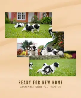 Dijual Puppies Shih Tzu Lucu dan Sehat