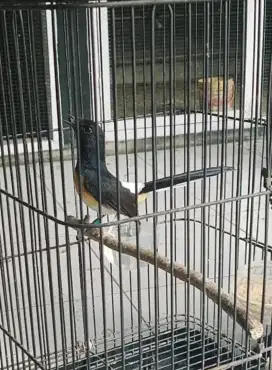 Murai batu Betina Siapan