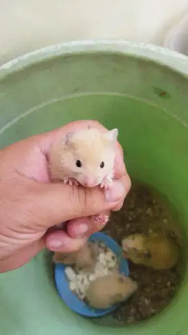 Anakan Hamster Sirian, sehat lincah