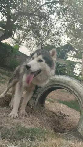 Jual anjing Husky