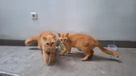 Free Adopt 2 Kucing Mix Persia & Mix Dom (Gratis Adopsi)
