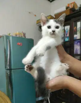 Adop kucing Persia medium 2bln cewek