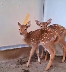sepasang anakan roesa 2-3 bulanan jinak lucu exotik koleksian manteb