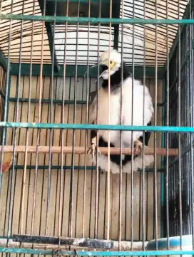Jalak Hongkong Rajin Bunyi - Jantan