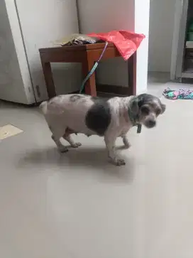 Anjing shitzu betina