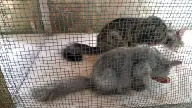 Di jual kucing Persia sepasang