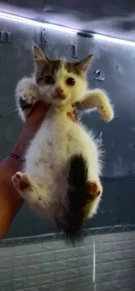 kitten FLAT NOSE , cuakepp gembullll