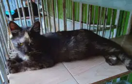 Kitten Persia Medium