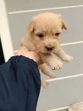 Anak anjing ( open adopsi)