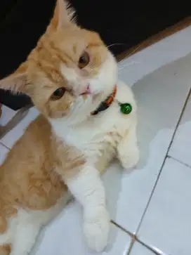 Munchkin bsh golden jantan pacak