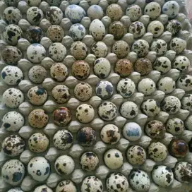 Telur puyuh lansung dari peternakan sendiri