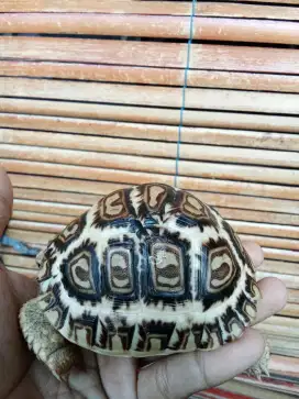 Kura kura Darat/Tortoise