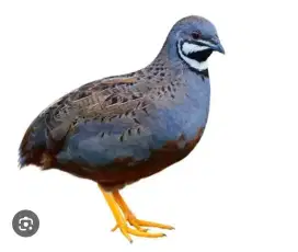 Puyuh batu cincin biru jantan