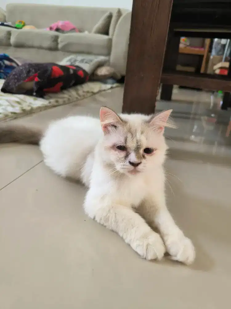Kucing Persia medium (himalayan)