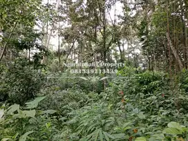 Murah Disewakan Tanah Luas 30 Are View Jungle Link Villa di Ubud