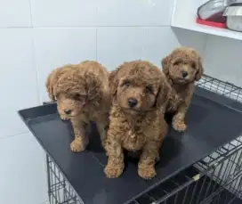 Anjing poodle lucu