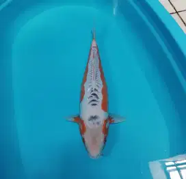 Koi susui F1 42cm