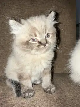 Kucing Kitten persia