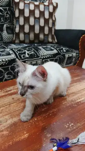 Kucing Himalaya NS Jantan