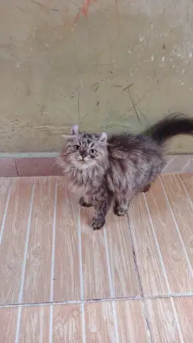 Kucing American Curl