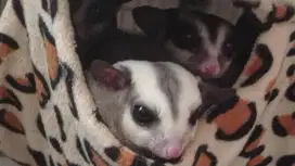Open adopt sugarglider gemoy dan sehat
