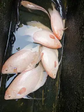 Gurame padang indukan