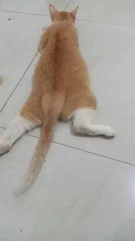 Adopt Kucing Mixdom Gratis