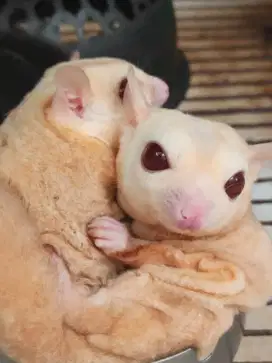 18 Sugar Glider borongan