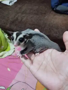JOEY SUGAR GLIDER CLASSIC GREY HET WF CREAMINO
