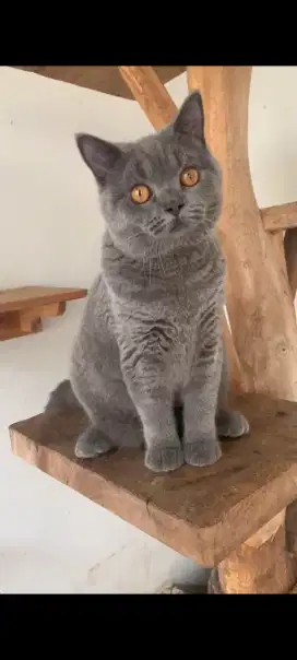 British shorthair Blue Solid jantan PED