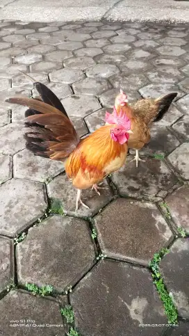 Ayam Kate Hias Mini