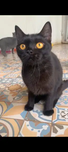 British Shorthair Black Solid Ped