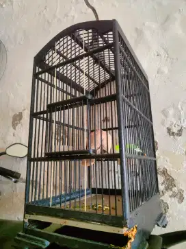 Puter gacor+sangkar