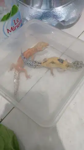 Gecko sepasang / tokek hias