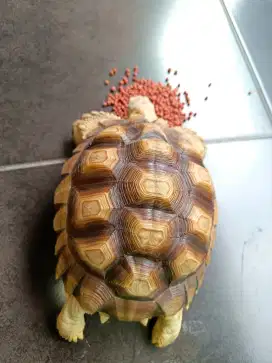 Sulcata betina 25cm