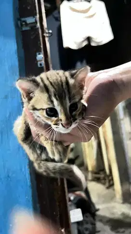 kucing hut4n jawa