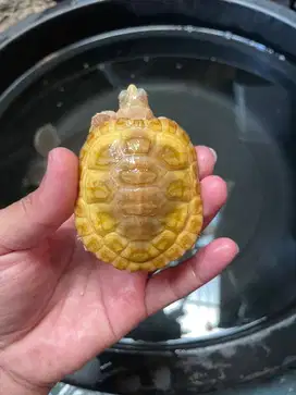 kura kura brazil albino