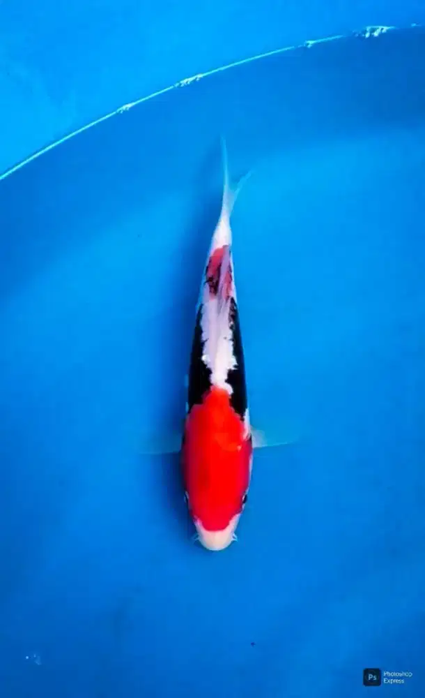 Koi beni kimonriu qicm