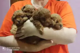 Poodle asli 100%