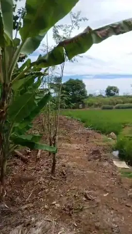 Kebun Sangat Produktif 3.200 M2 Belabori Gowa
