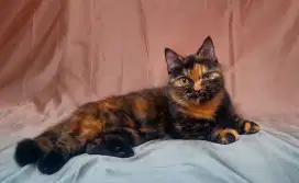 Munchkin betina calon indukan