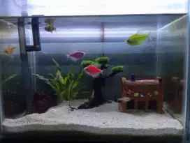Aquascape Full Set Lengkap dengan Ikan Hias