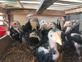 AYAM BANGKOk KLASIK