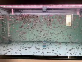 Burayak cencu ukuran 2cm borongan murmer